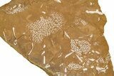 Ordovician Kukersite Oil Shale with Bryozoan Fossils - Russia #368954-1
